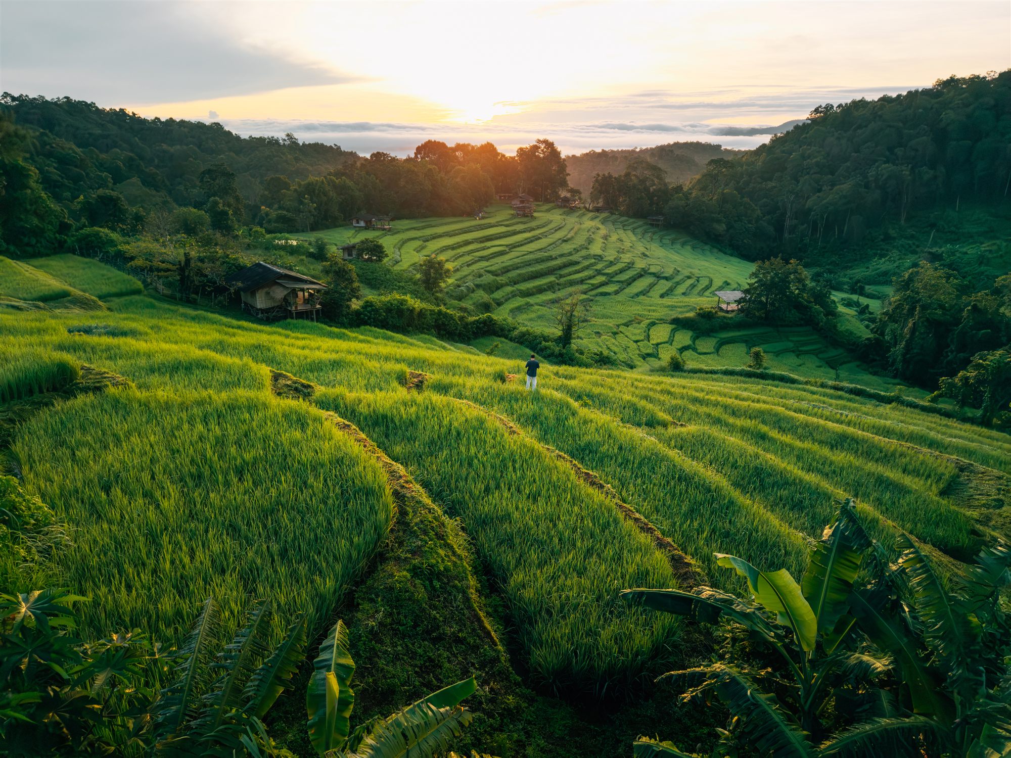 Reisterrassen bei Sonnenaufgang in Chiang Mai, Thailand